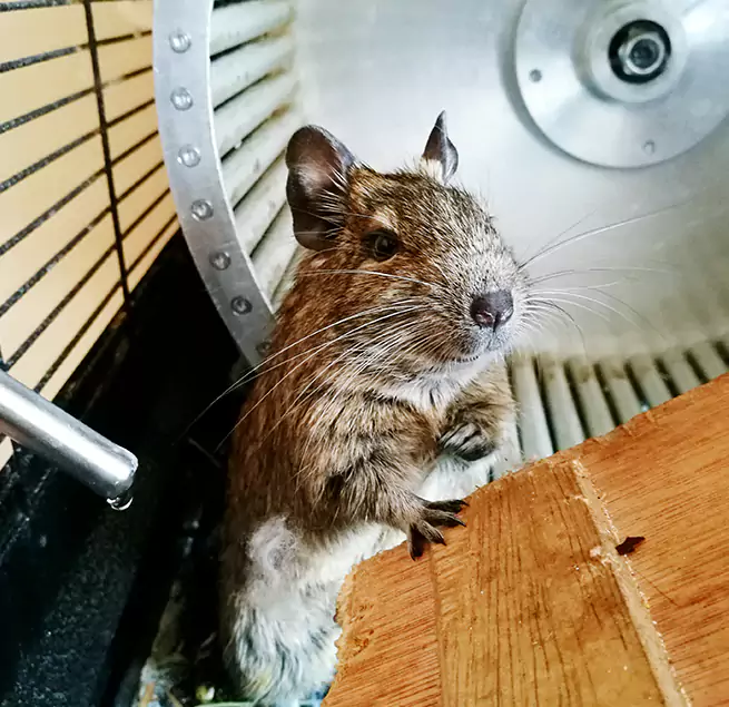 Why Homeowners & Businesses Trust Us Lombard, IL